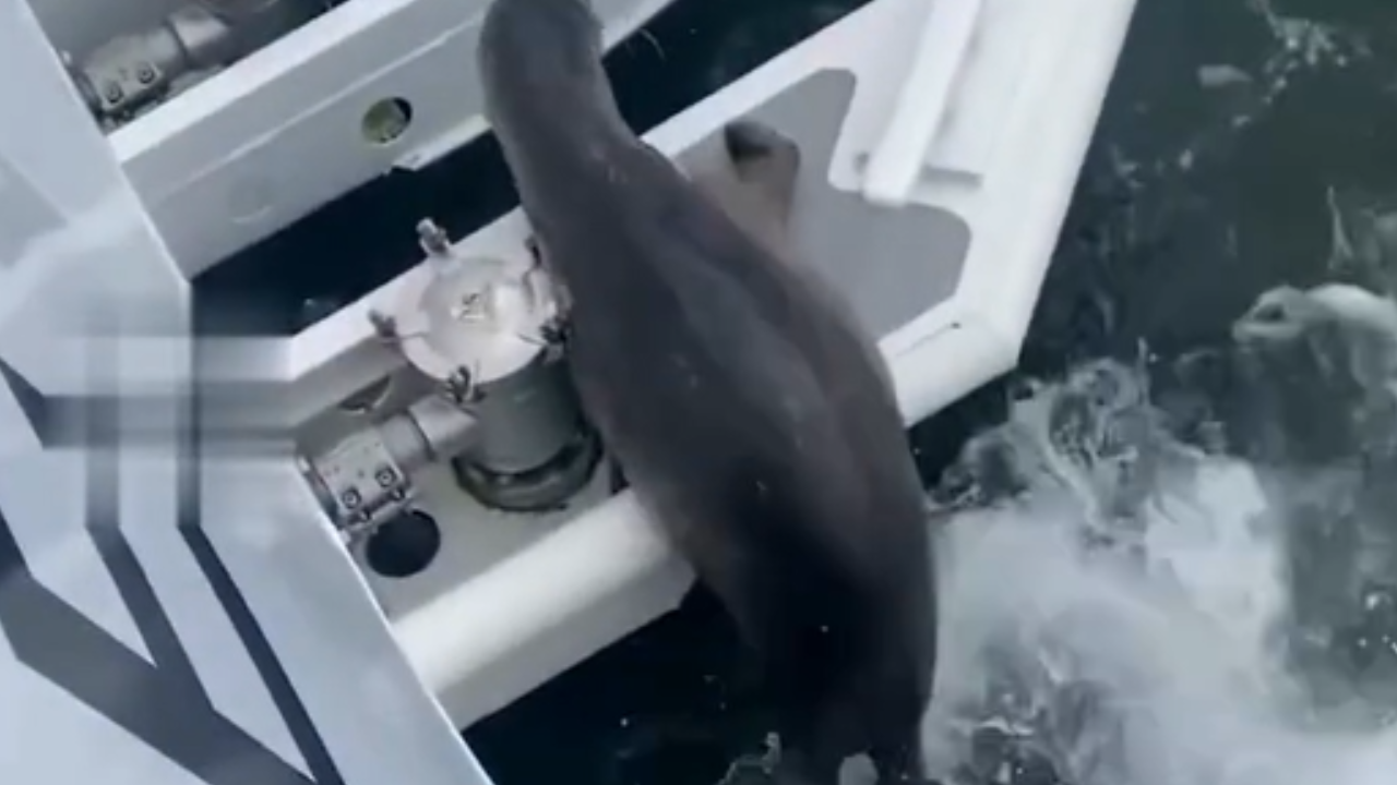 Aventura marítima: leão-marinho busca refúgio em barco para escapar de orcas