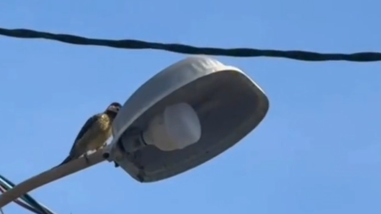 Vídeo: visitantes despertam com som de pica-pau na orla pernambucana