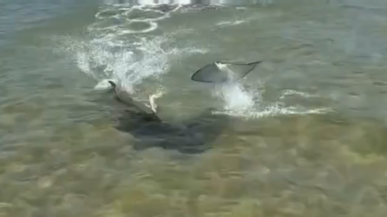 Vídeo: Arraia surpreende tubarão-martelo ao escapar com salto impressionante