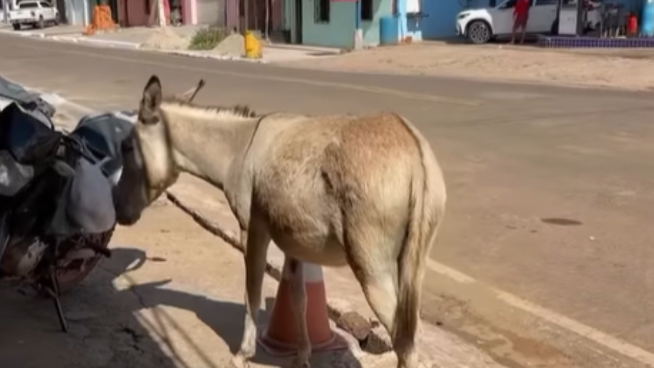 Cena inusitada: jumento 'furta' saco de pão nas ruas do Maranhão