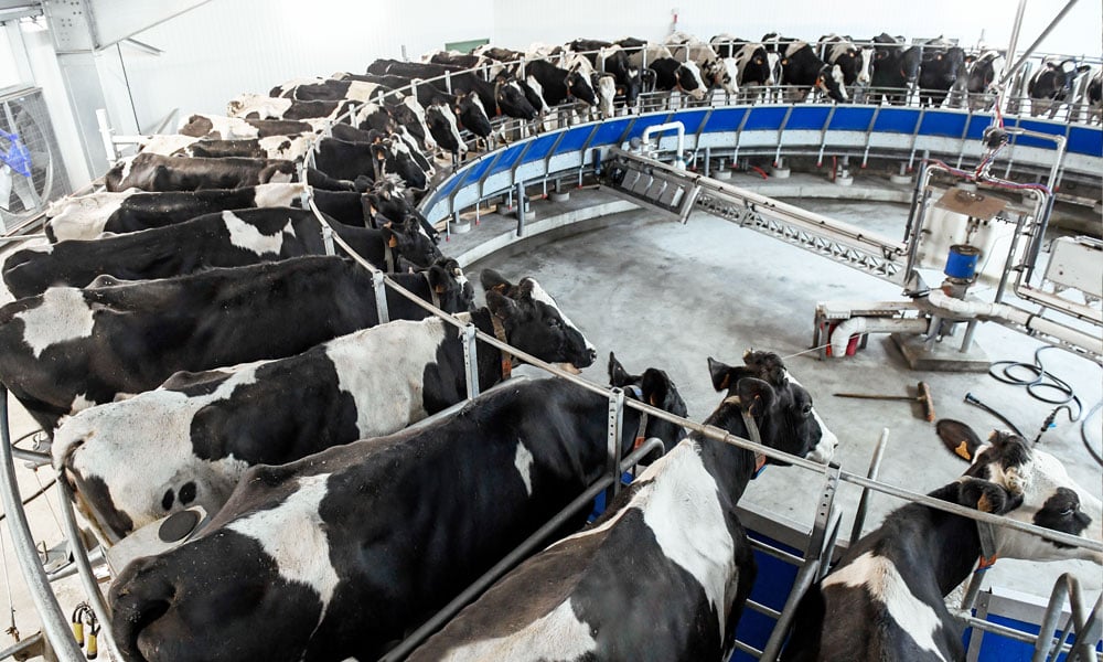Produção de leite no Brasil bate recorde histórico em 2024, mas vacas diminuiu