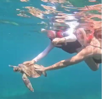 Turista segura tartaruga em Noronha e leva multa de R$ 10 mil após vídeo viralizar