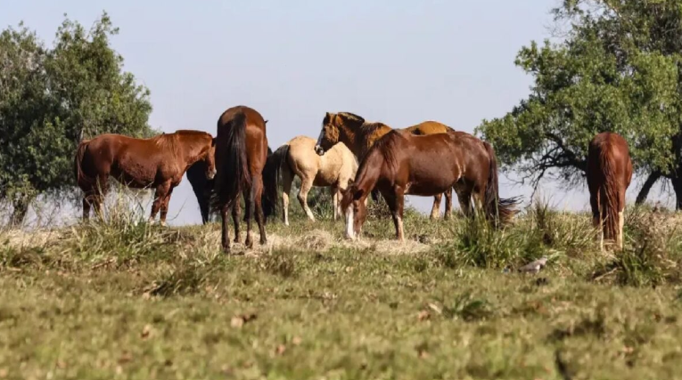 Veterinários tentam salvar cavalos intoxicados em haras de Goiânia após suspeita de feno contaminado