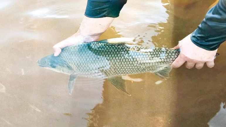 Peixes de córrego em Goiás apresentam níveis extremos de substância tóxica