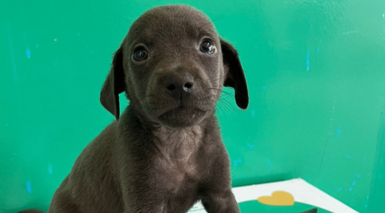 Shopping em Aparecida realiza feira de adoção com 44 cães e gatos no sábado (18/10)