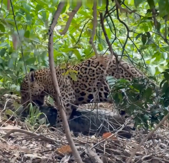 Pantanal: onça-pintada surpreende ao carregar jacaré pela mata