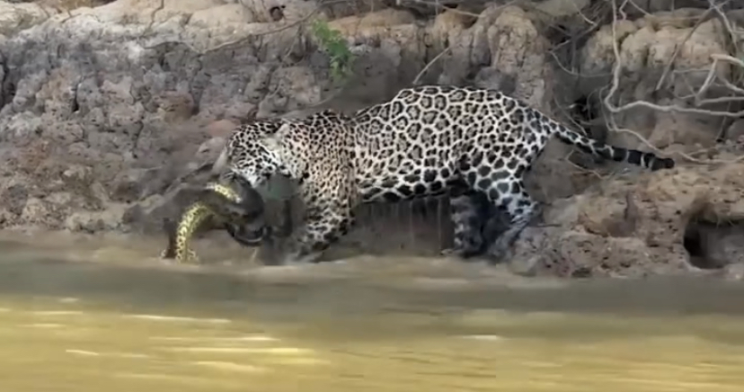 Vídeo: Onça-pintada captura sucuri em cena rara registrada no Pantanal