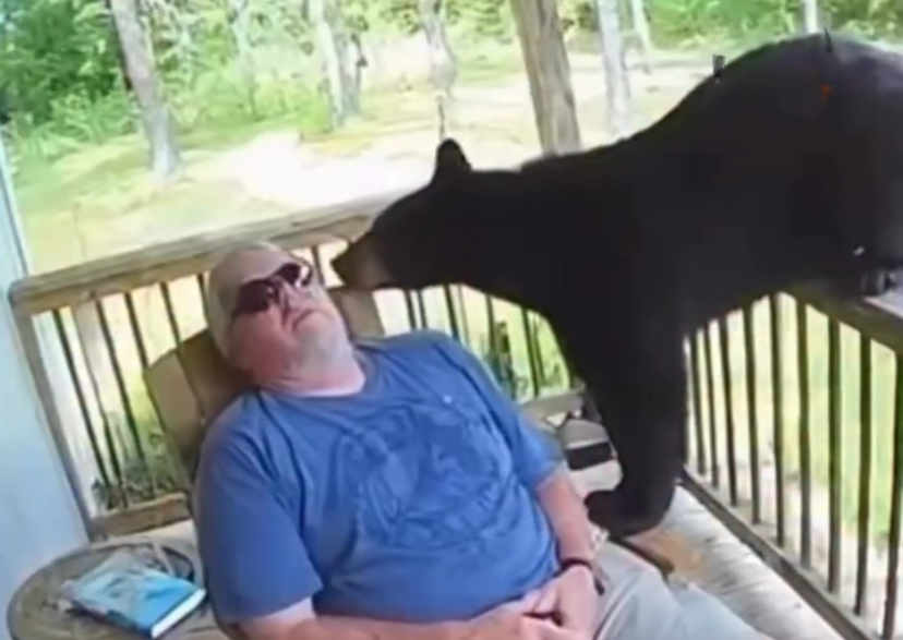 Cena inusitada: Urso surpreende sono de homem em varanda