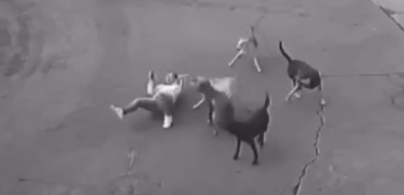 Vídeo: Mulher sobrevive a ataque de matilha após intervenção de motorista