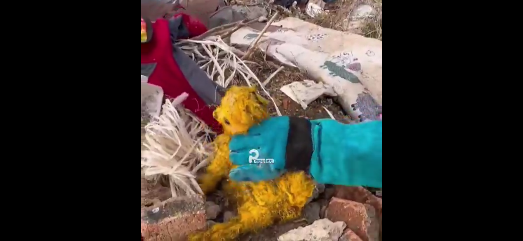 Cão pintado e abandonado renasce após resgate em lixo; vídeo comove web