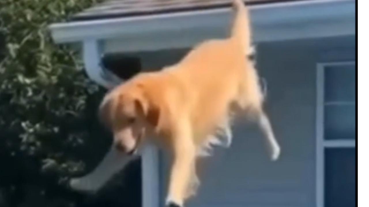 Vídeo: Cão surpreende com mergulho radical em vídeo que domina as redes