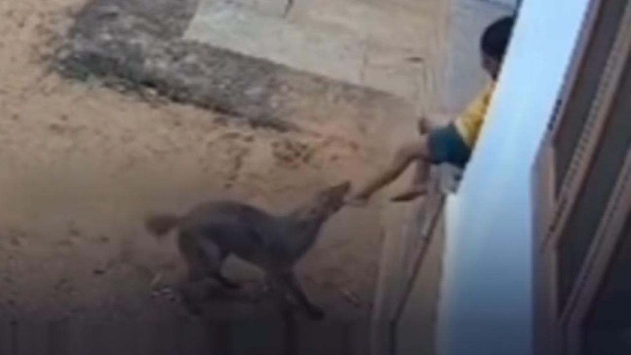 Criança reage a ataque de raposa em meio a surto de incidentes