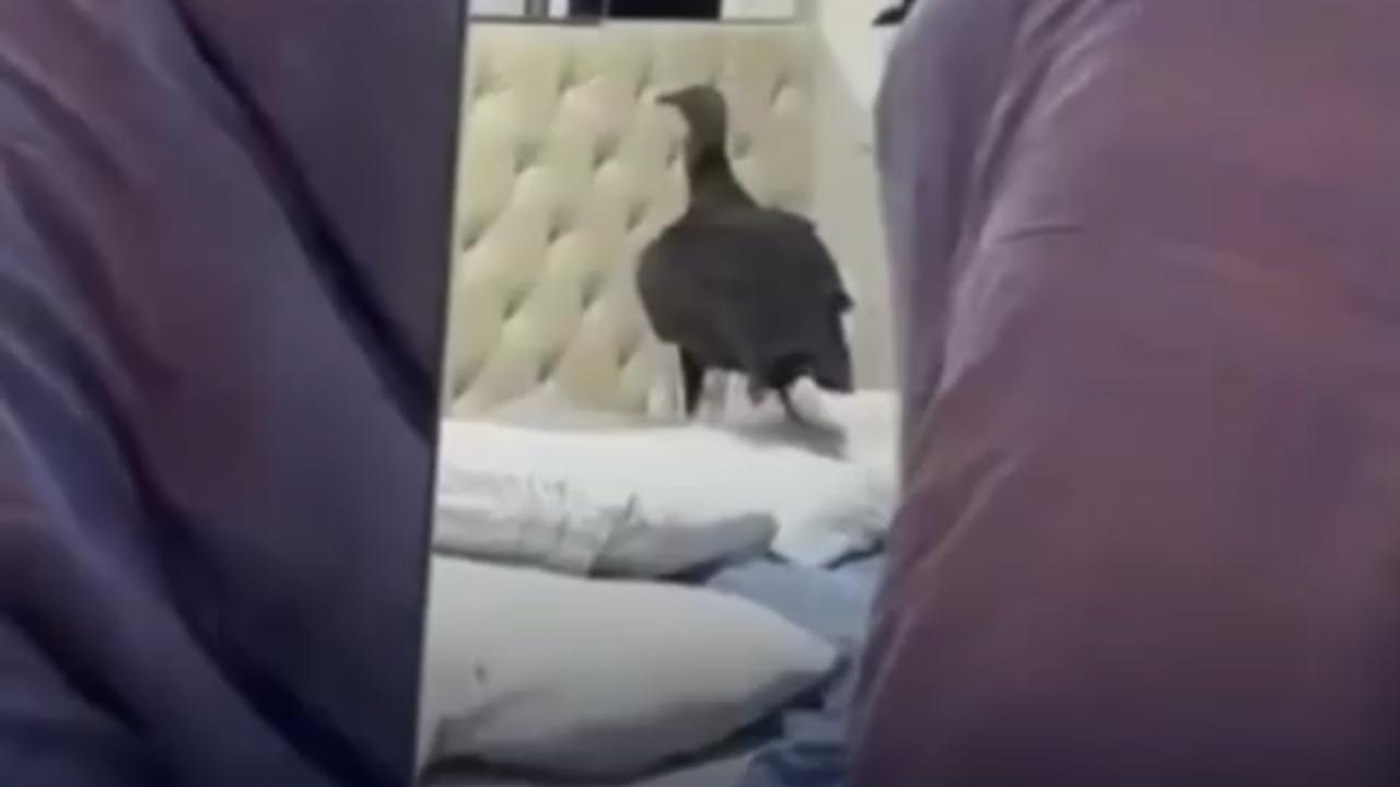 Vídeo: Homem usa coberta como escudo para expulsar urubus de apartamento