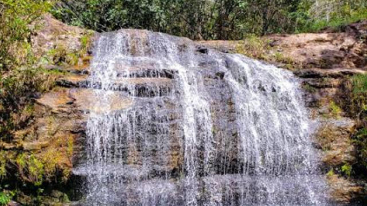 Goiás oferecerá banhos de floresta a pacientes do SUS para tratar saúde mental