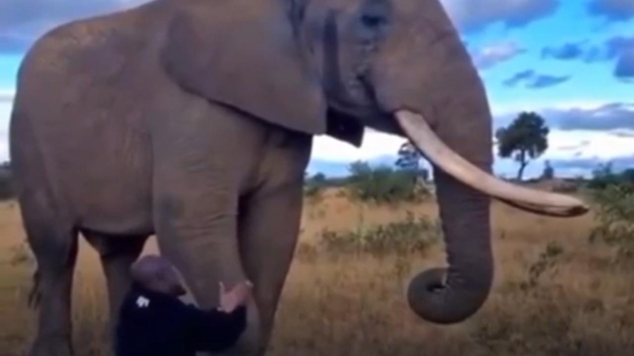Vídeo: Homem suplica a elefante após animal engolir sua boina e tem resposta inusitada