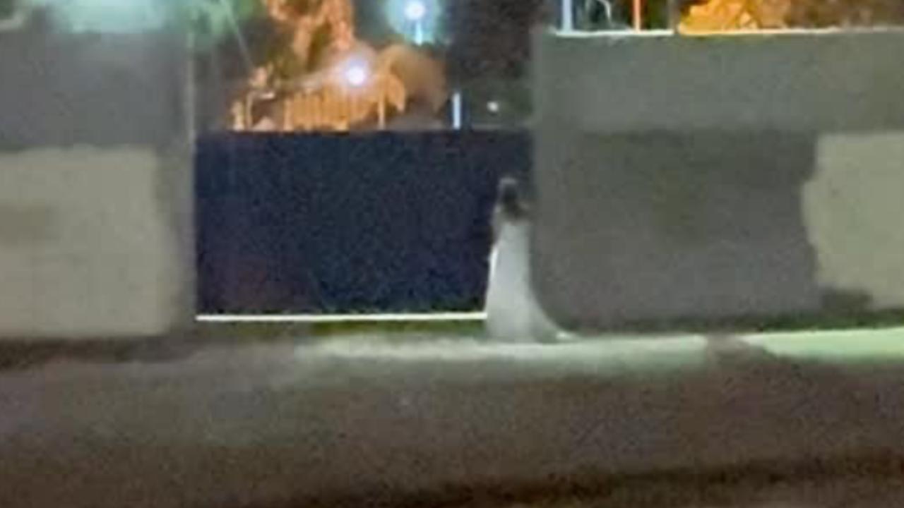 Vídeo: Noiva solitária caminha frente a cemitério e intriga moradores