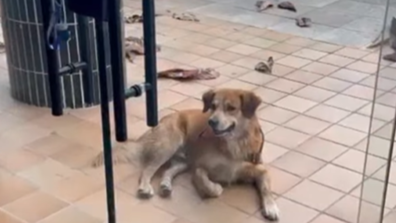 Vídeo: Cachorro Caramelo causa furor ao “se apaixonar” por amiga de dona no Guarujá