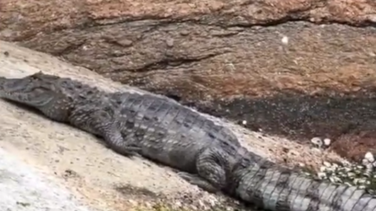 Surpresa no mar: jacaré aparece entre as ondas e choca banhistas no Rio