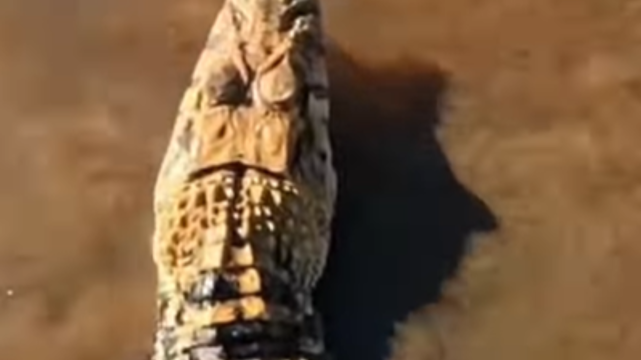Vídeo: Pescador fisga jacaré por engano e cena vira sucesso nas redes