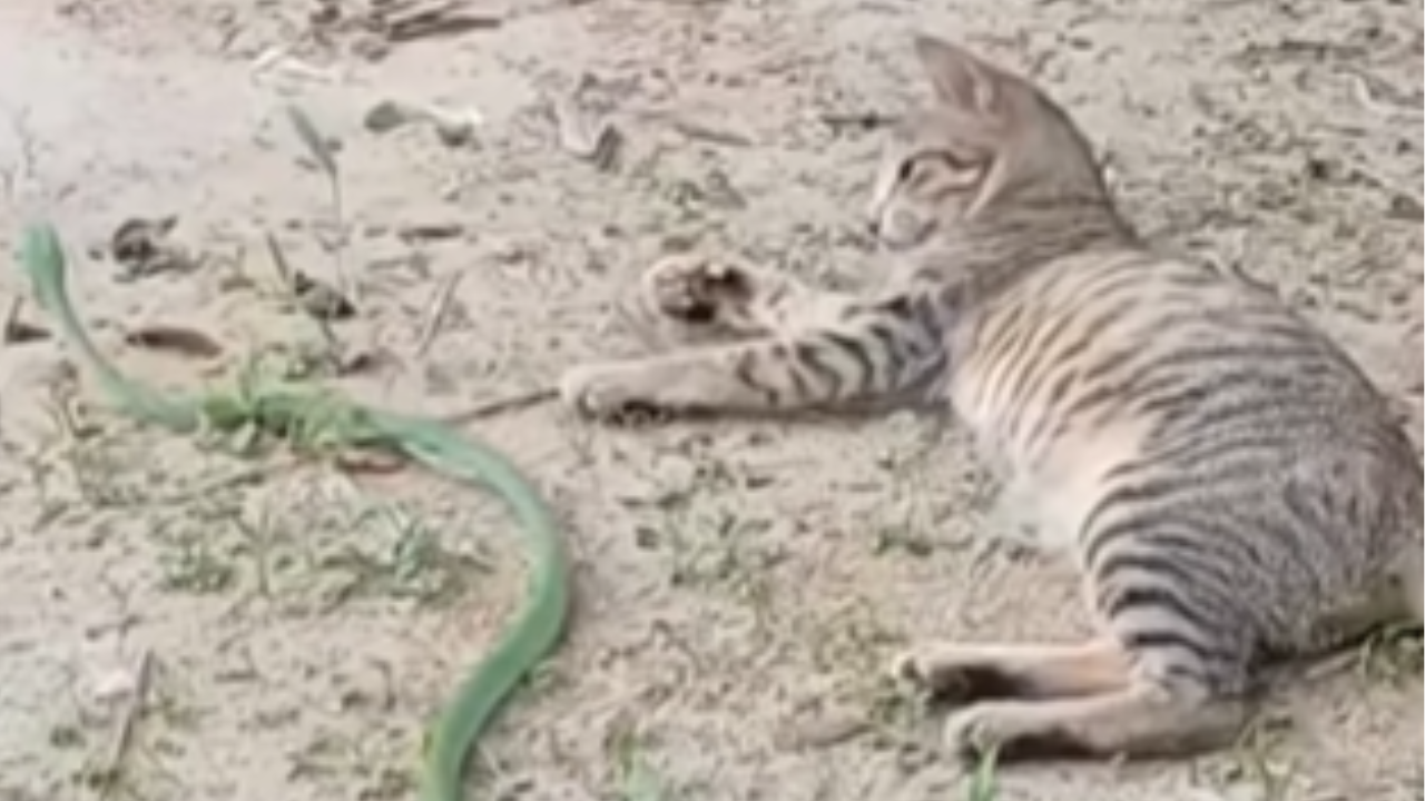 Instinto felino: estudo revela o impacto dos gatos na vida selvagem