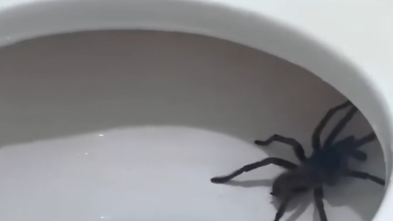 Visita inusitada: aranha assusta moradora ao aparecer em banheiro durante a noite