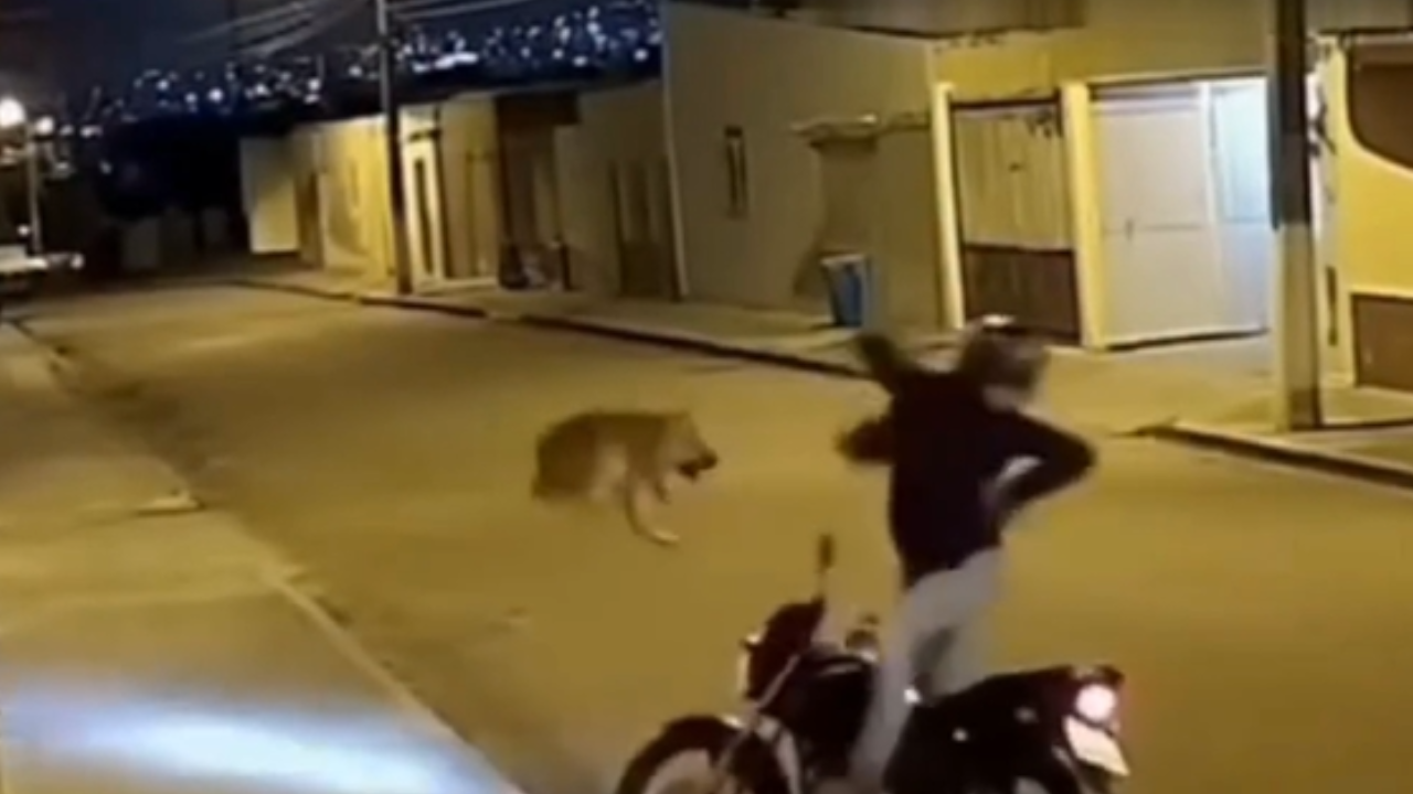 Cachorro salta contra moto e cena inusitada vira momento cômico