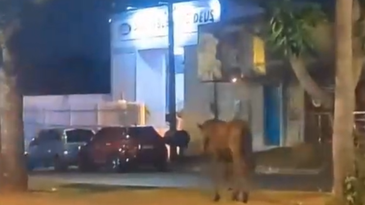 Vídeo: Cavalo descontrolado causa acidente em avenida movimentada de Goiânia