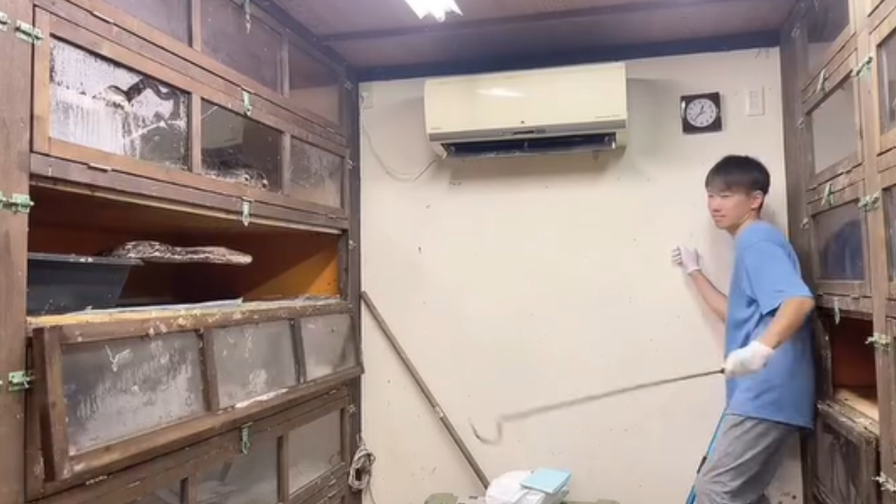 Homem mostra rotina inusitada ao alimentar cobras no trabalho