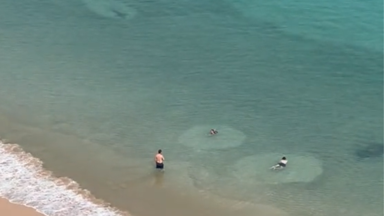 Tubarões causam susto, mas não interrompem diversão de turistas em Fernando de Noronha