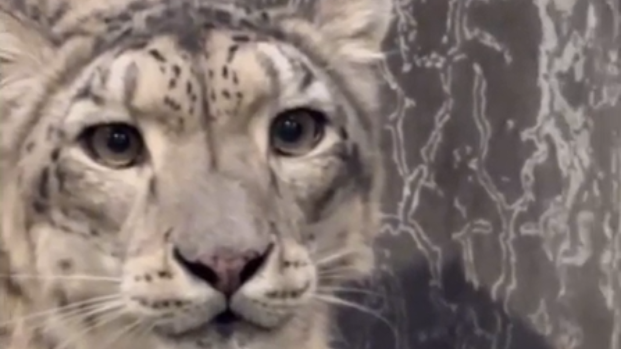 Momento inusitado: leopardo e tigre-siberiano se encaram por vidro de contenção