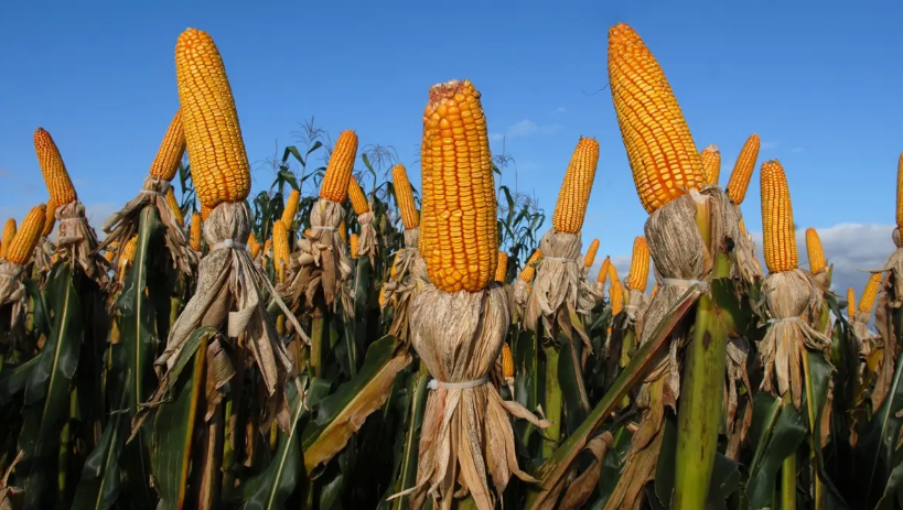 Uso de milho para etanol dispara em Goiás e alcança expansão de 266% em oito anos
