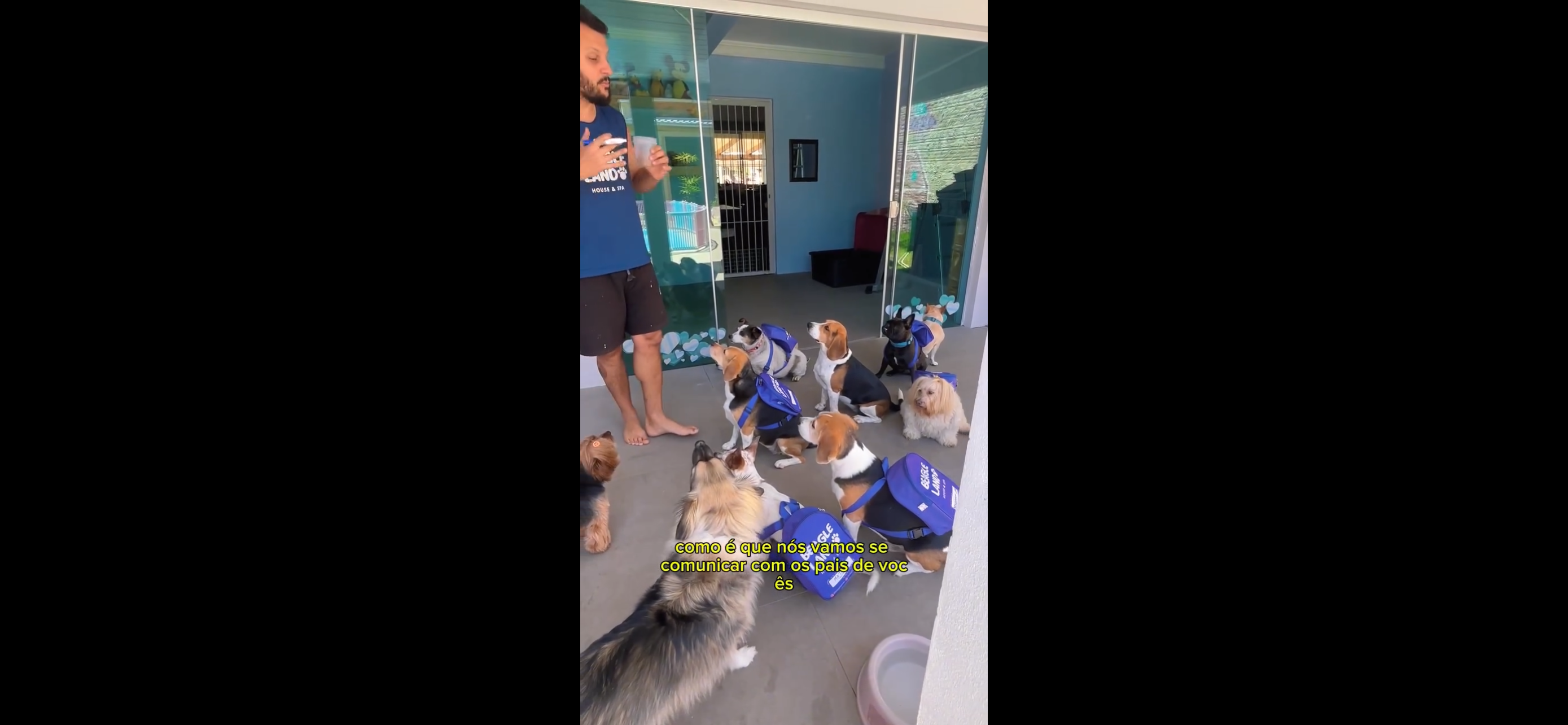Beagles conquistam redes sociais com método de adestramento positivo