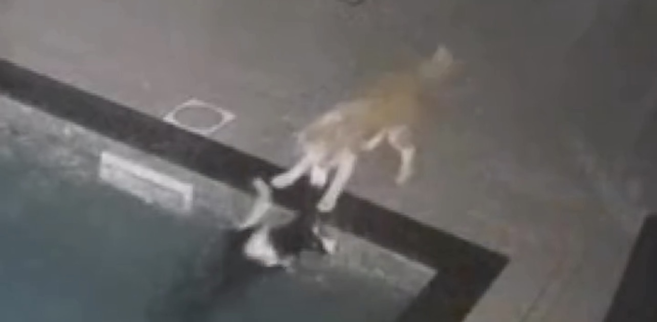 Cachorro salva amigo de afogamento em piscina