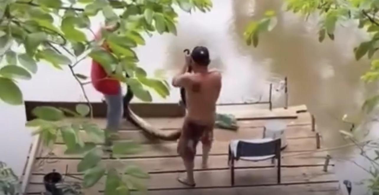 Homens manipulam sucuri gigante sem proteção à beira de rio