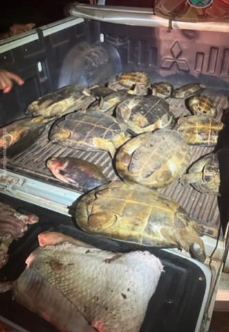 Operação apreende tartarugas e carne de animais silvestres em São Miguel do Araguaia