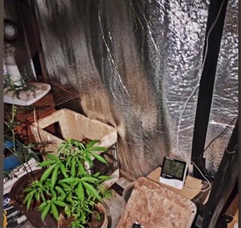 Jovem quebra braço do pai durante briga por estufa de maconha em Itumbiara