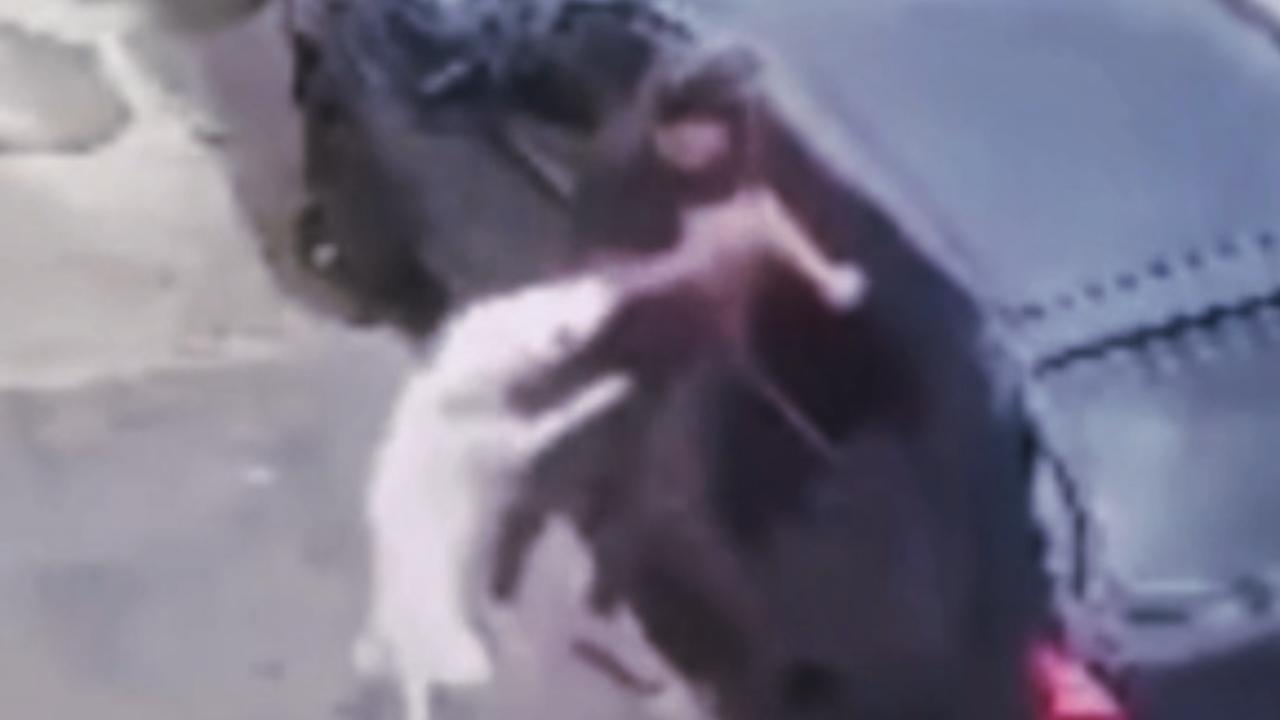 Vídeo: cães pitbull atacam moradora e geram alerta de segurança