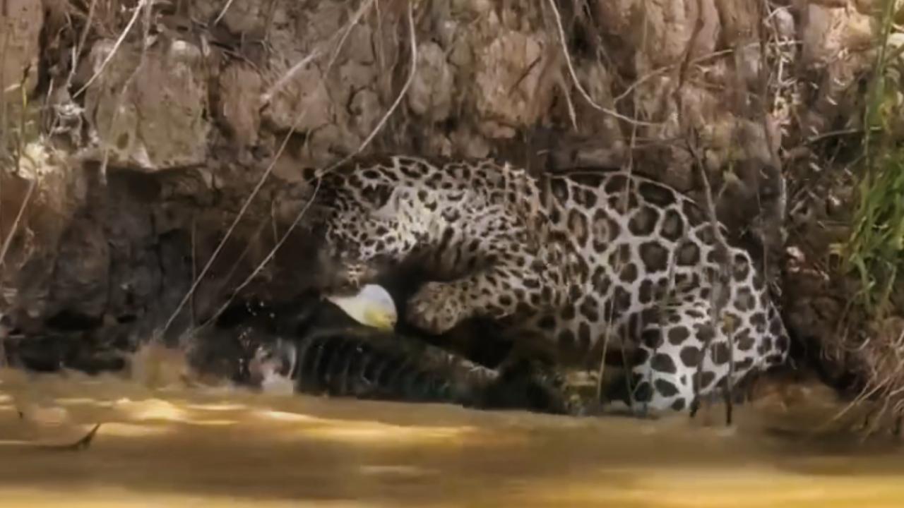 Vídeo: Onça surpreende ao "pescar" piranha durante caçada a jacaré na natureza