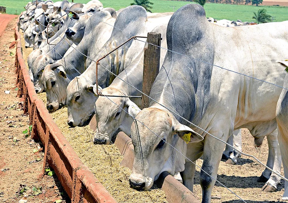 EUA reduzem tarifas, China reduz ritmo e Brasil entra em alerta no mercado da carne bovina