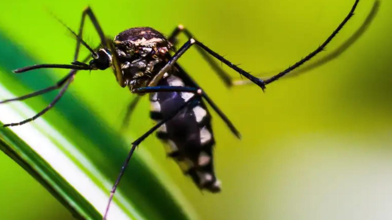 Goiânia registra 27 mil casos e 34 mortes por dengue em 2025