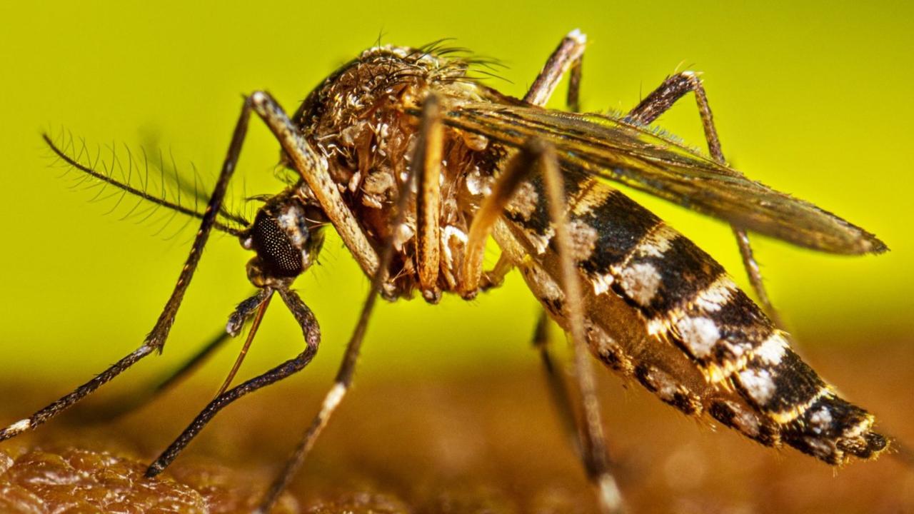 Anvisa aprova primeira vacina de dose única contra dengue do mundo