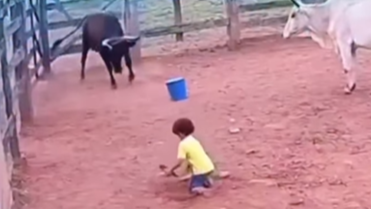 Vídeo: Vaca salva criança de ataque de boi e é chamada de heroína nas redes sociais