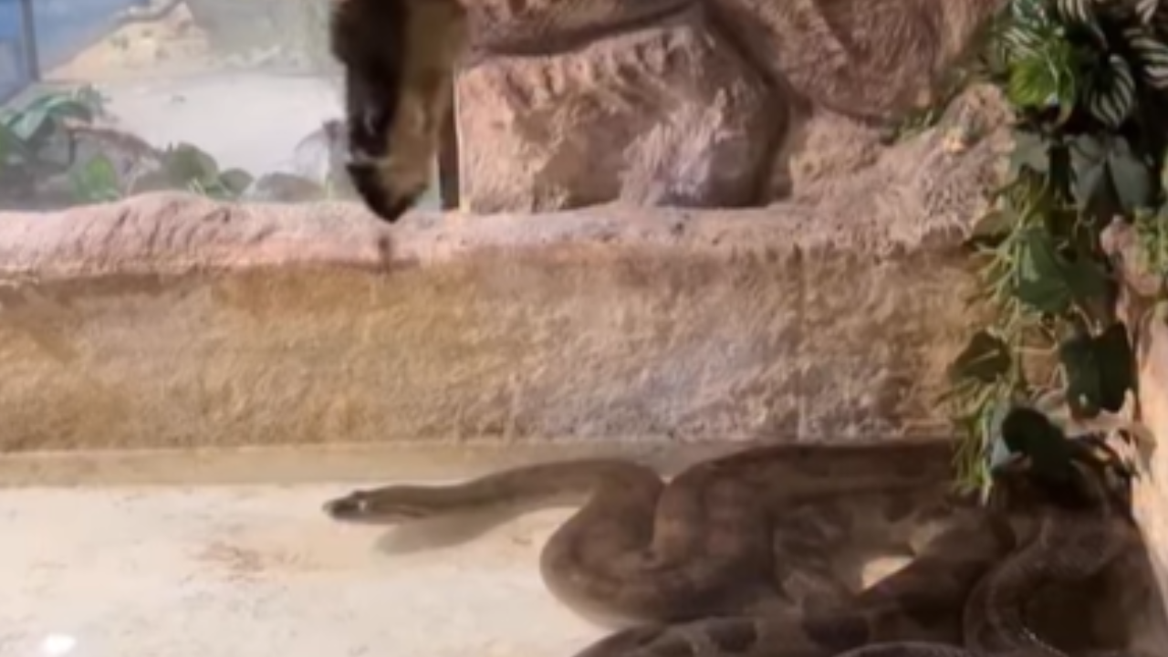Vídeo: Influenciador alimenta sucuri com galinha e vídeo choca a internet