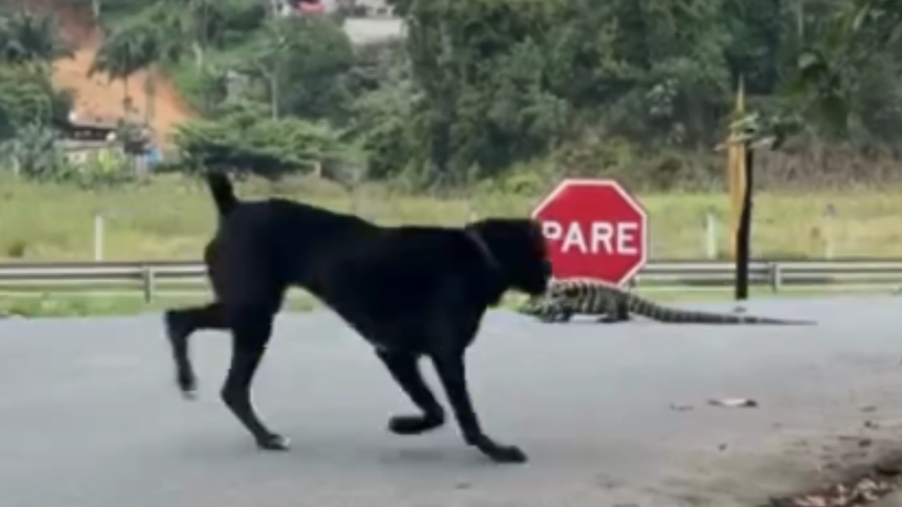 Lagarto surpreende ao disparar atrás de cachorro em perseguição inusitada