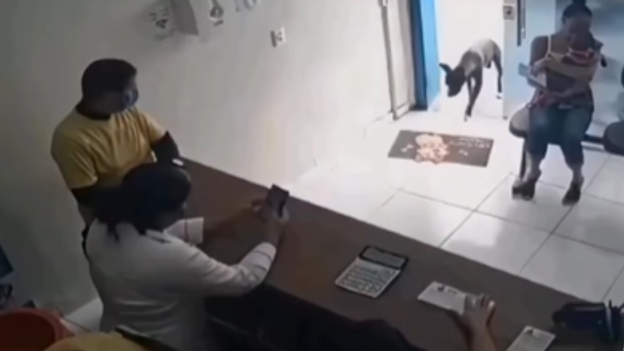 Cachorro de rua entra em clínica veterinária e "pede ajuda" ao mostrar pata ferida