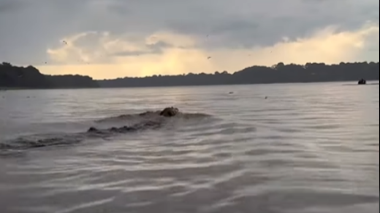 Turistas registram encontro surpreendente com gigante jacaré-açu na Amazônia