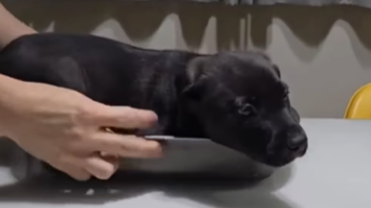 Influenciador faz “unboxing” de cachorro adotado e vídeo viraliza