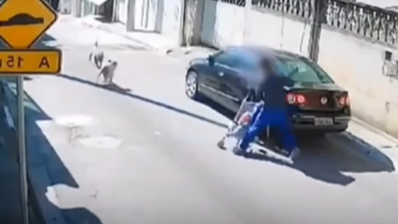 Herói de quatro patas: vira-lata bloqueia ataque de pitbull contra família