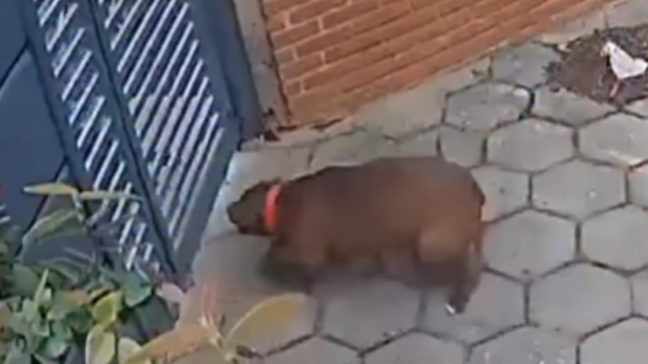 Vídeo: Pitbull arrasta cachorra por baixo de portão e imagens geram revolta