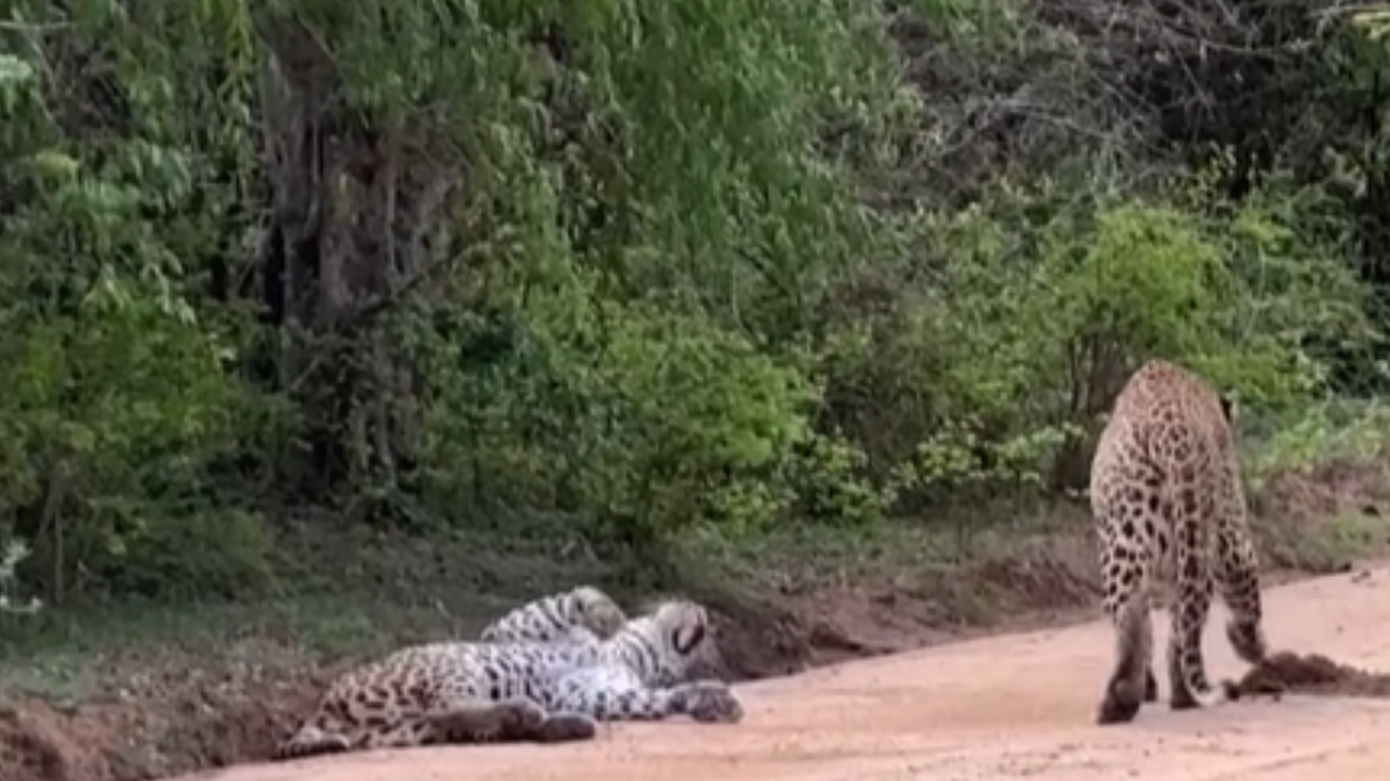 Leopardos protagonizam tenso encontro no Yala National Park
